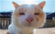 猫咪吐出黄色液体是怎么回事吃什么药