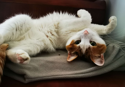 猫咪突然半夜一直叫为什么 猫咪突然半夜一直叫为什么
