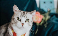 猫4岁算老了吗