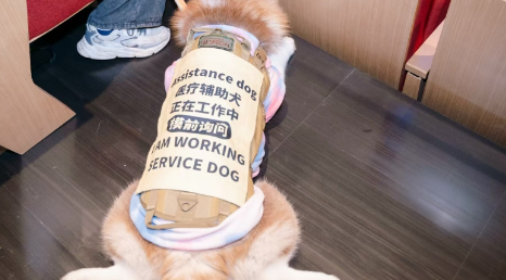 宠物友好剧院什么样?医疗辅助犬可可走进九棵树 宠物友好剧院什么样?医疗辅助犬可可走进九棵树