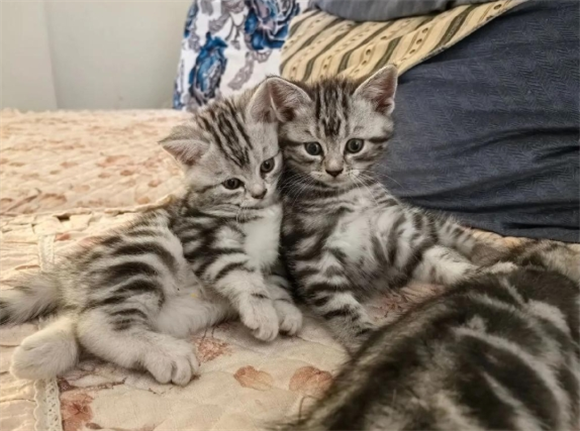 虎斑猫一般几个月长大