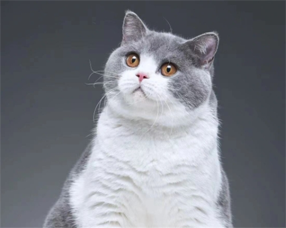 英短蓝猫多大算成年猫 英短蓝猫多大算成年猫
