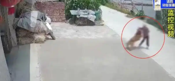 宠物狗引发损害责任纠纷案,邻居不愿赔10万 宠物狗引发损害责任纠纷案,邻居不愿赔10万