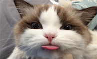 猫经常伸舌头突然急促喘气