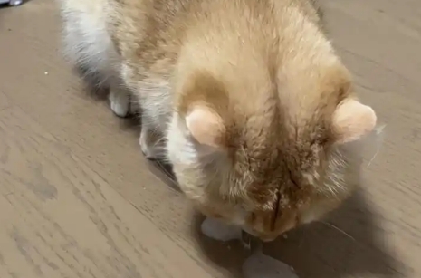 猫吃多吐了要紧吗 猫吃多吐了要紧吗