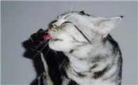 猫咪身上细菌多吗