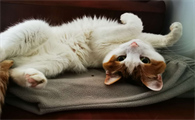 猫咪突然半夜一直叫为什么