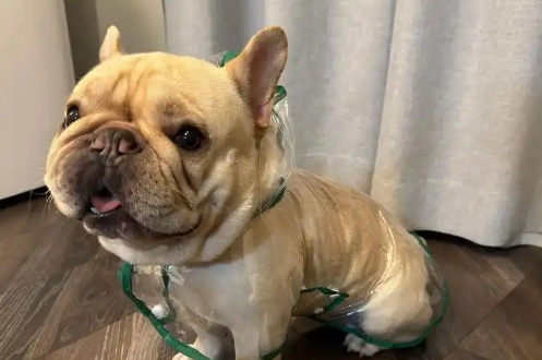 法斗狗能吃菠萝吗