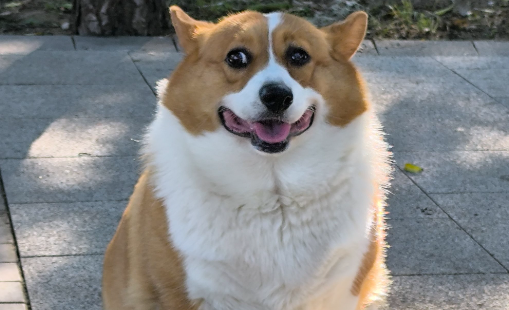 狗狗嘴巴上长软的黑色肉瘤怎么办