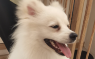 耳螨狗狗症状是什么