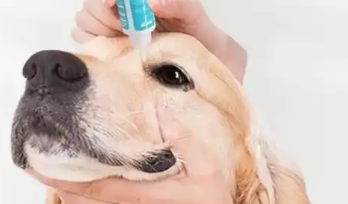 恩妥新犬猫滴眼液获专家推荐，成为宠物眼部护理首选