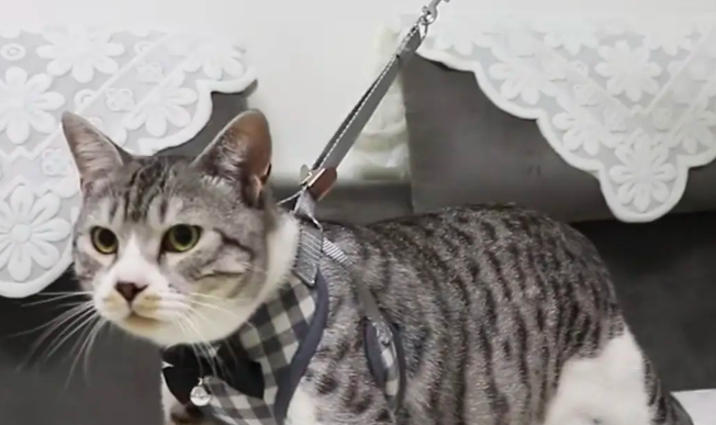 铲屎官狂喜！喜加胸背加仕高猫绳胸背带太好遛了！