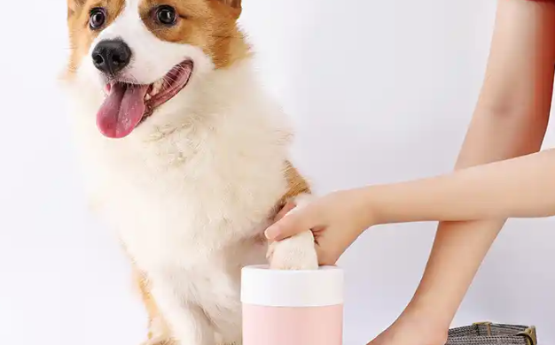 宠物经济增长迅速 “宠物+文旅”热度持续攀升 宠物经济增长迅速 “宠物+文旅”热度持续攀升