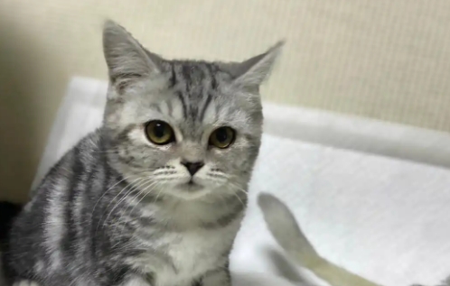 虎斑猫几个月长大