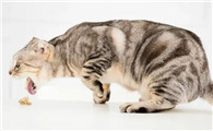 猫吃多了会呛到么