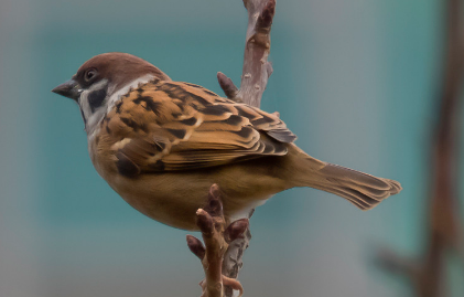红色的麻雀是什么鸟 红色的麻雀是什么鸟