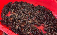 饭店小龙虾多少钱一斤