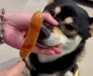 狗狗一直吃香肠有事吗 狗狗一直吃香肠有事吗