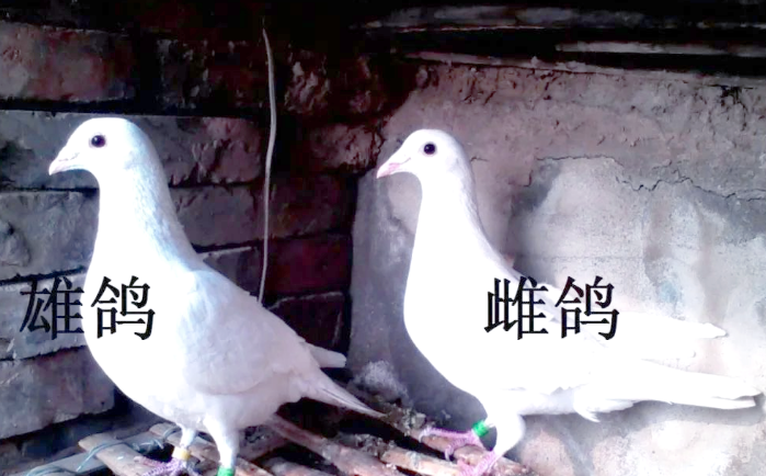 看鸽子肛门辨别公母吗