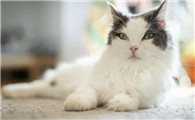 猫传腹症状初期症状