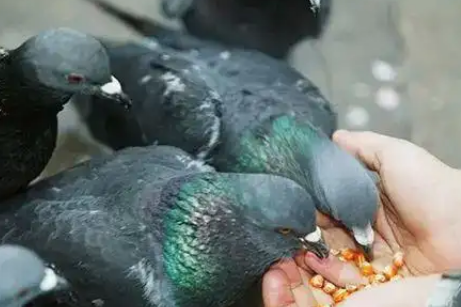 中国游客在威尼斯喂鸽子被罚:文化差异还是环保共识? 中国游客在威尼斯喂鸽子被罚:文化差异还是环保共识?