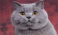 母蓝猫绝育有什么好处