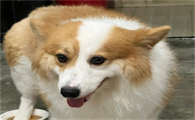 柯基犬一般怎么训练上厕所