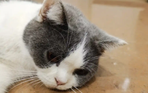 猫咪打喷嚏带血丝是怎么回事