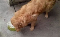 狗呕吐黄色粘稠泡沫怎么办