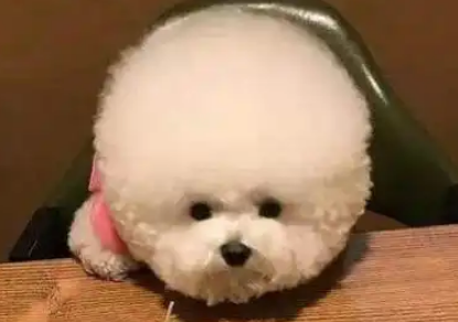 成年比熊一天只喂一次行吗
