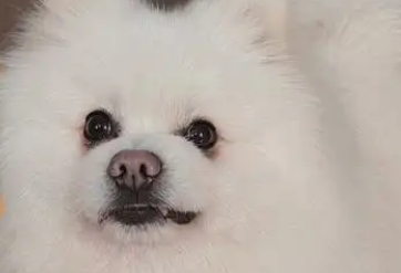 狗狗尿血吃哪个消炎药