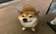 狗狗长期吃米饭会有什么问题