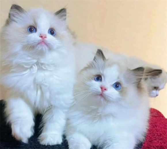 布偶猫胎毛前后对比 布偶猫胎毛前后对比