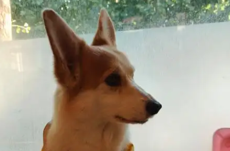 狗狗多大就不磨牙了