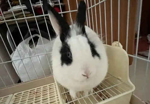 兔子尿血是什么原因吃什么药
