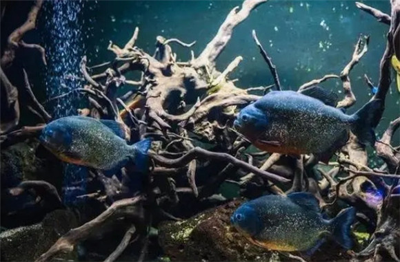 海里有食人鱼吗