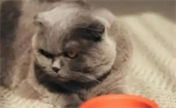 猫两天不吃东西了怎么回事