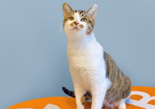 珍佑宠猫抓板有甲醛吗 珍佑宠猫抓板有甲醛吗