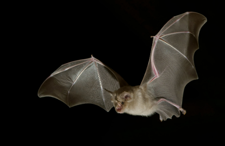 蝙蝠进家预示着什么 蝙蝠进家预示着什么