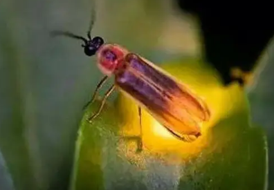 萤火虫的光叫什么