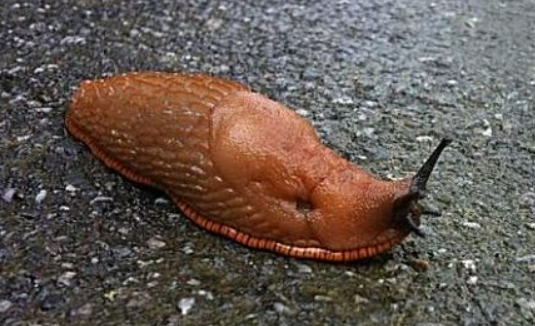 蛞蝓多少钱
