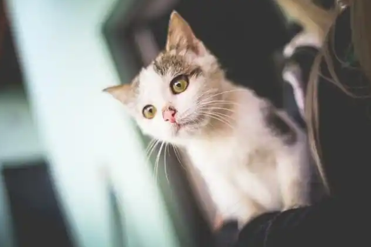 猫猫可以直接打狂犬疫苗吗