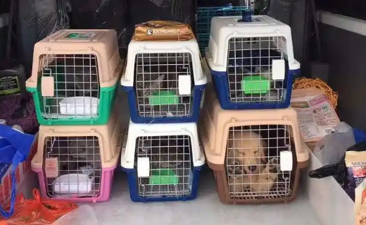 蛇、蜥蜴等冷血宠物能高铁托运吗?不能! 蛇、蜥蜴等冷血宠物能高铁托运吗?不能!