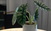 白犀牛海芋可以水培吗