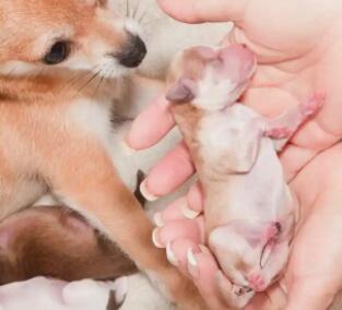 小狗不吃奶能活多久 小狗不吃奶能活多久