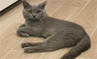 成年英短蓝猫怎么养