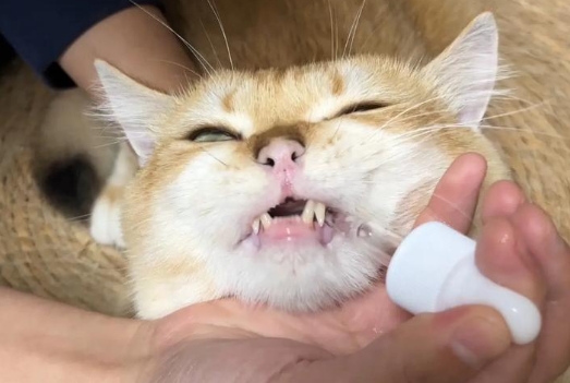 猫吃多了会怎样 猫吃多了会怎样