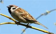 麻雀是益鸟还是害鸟