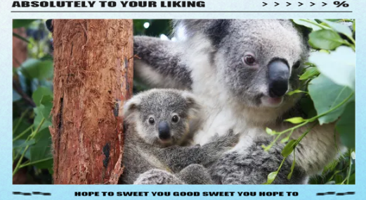 澳大利亚考拉生存堪忧,政府升级保护级别启动紧急行动 澳大利亚考拉生存堪忧,政府升级保护级别启动紧急行动