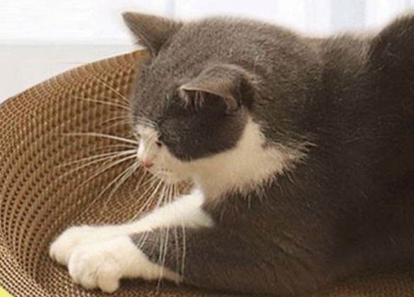 锋上猫抓板有必要买吗 锋上猫抓板有必要买吗